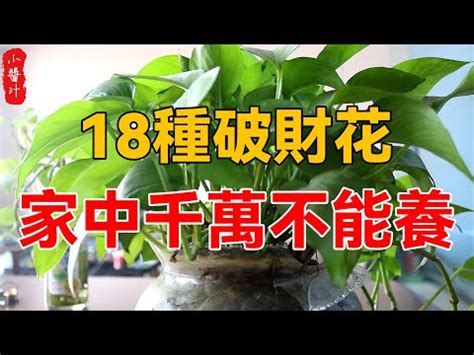 前陽台招財|前陽台招財植物推薦：招財又美觀，打造財運旺盛的綠。